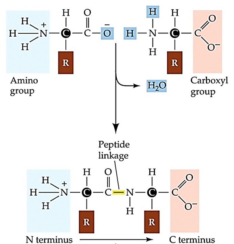 La liaison peptidique et ses propriétés [M1. Chapitre 5.Activité 1